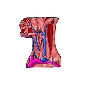 颈部淋巴人体器官