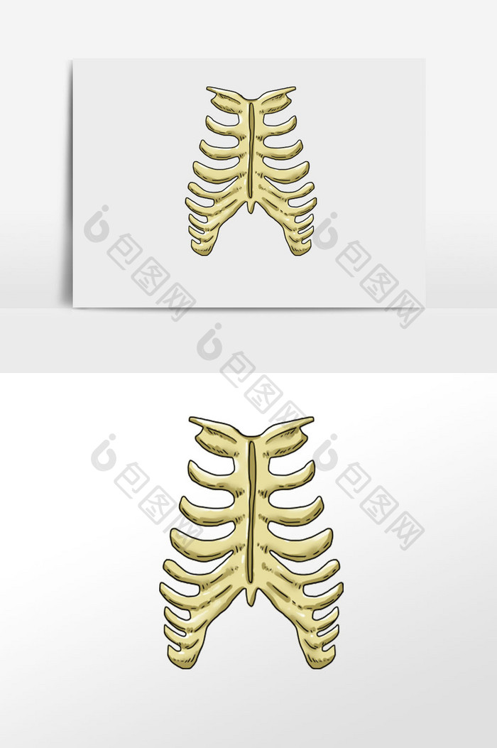 肋横和胸肋关节人体研究