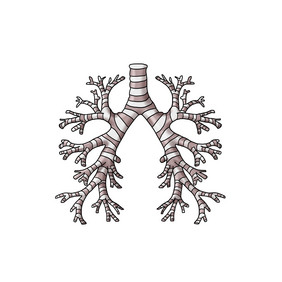 气管和肺段支气管