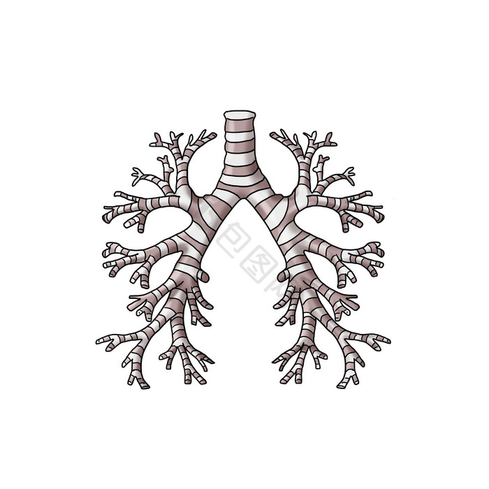 气管和肺段支气管图片