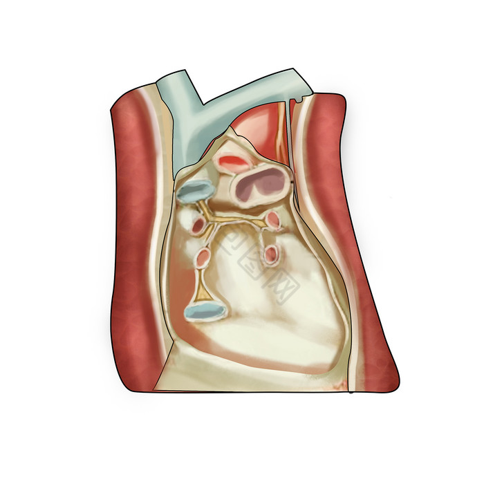 人体内脏脏器肺医学图片