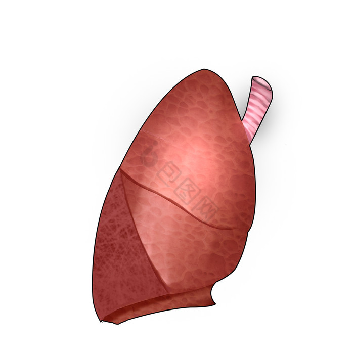 内脏脏器肺人体研究图片