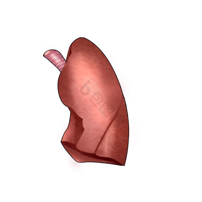 内脏肺人体研究器官图片