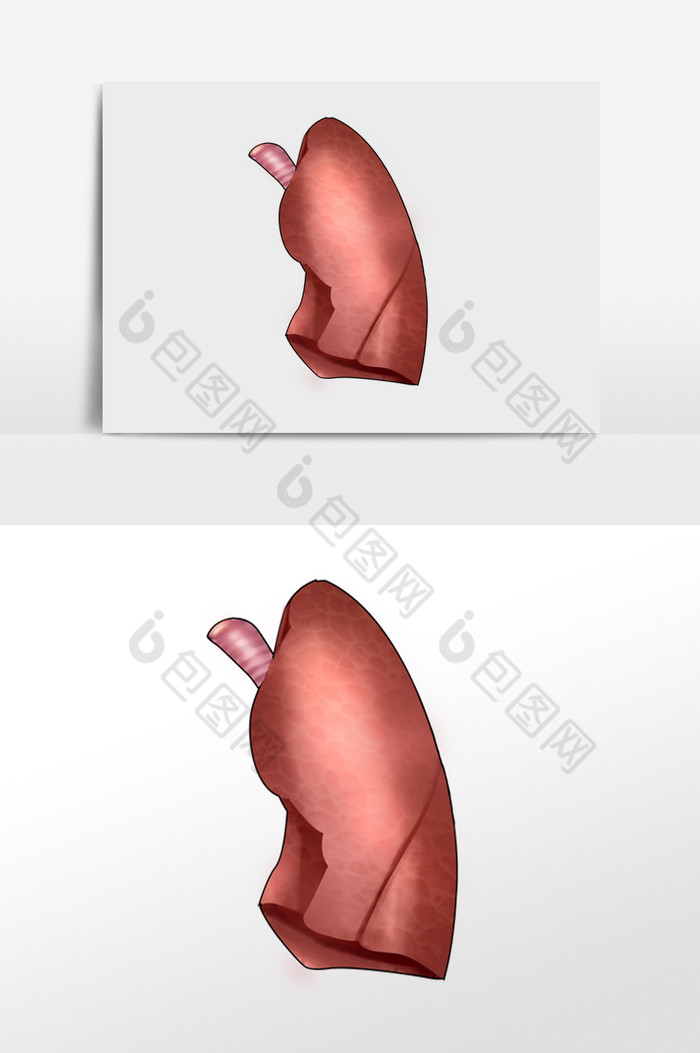 内脏肺人体研究器官图片图片