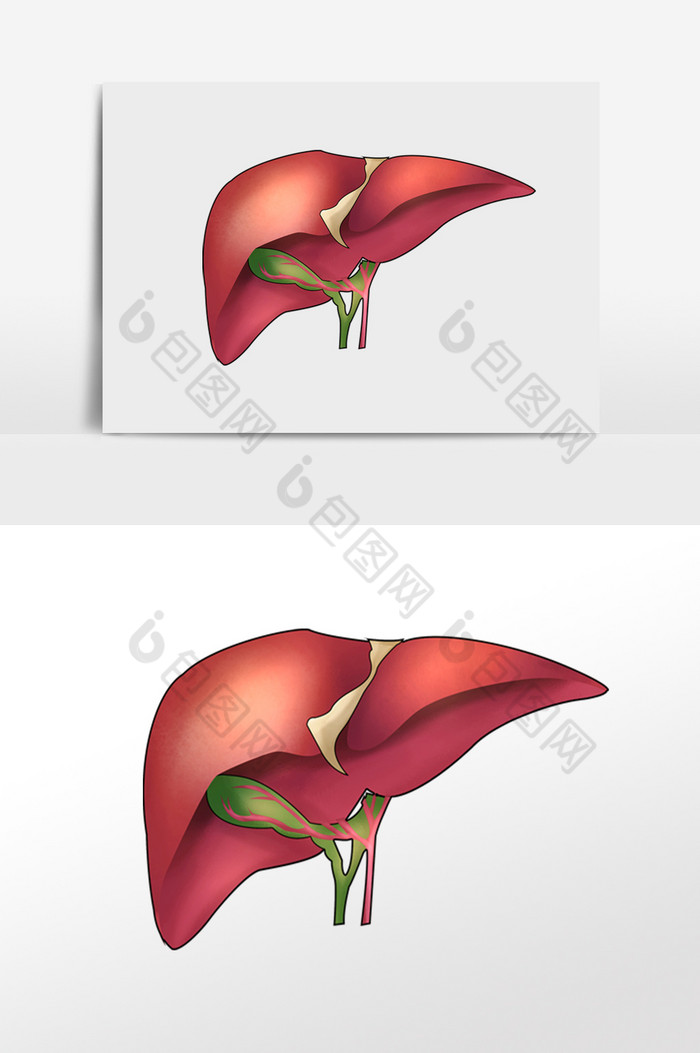 内脏肝脏人体研究图片图片