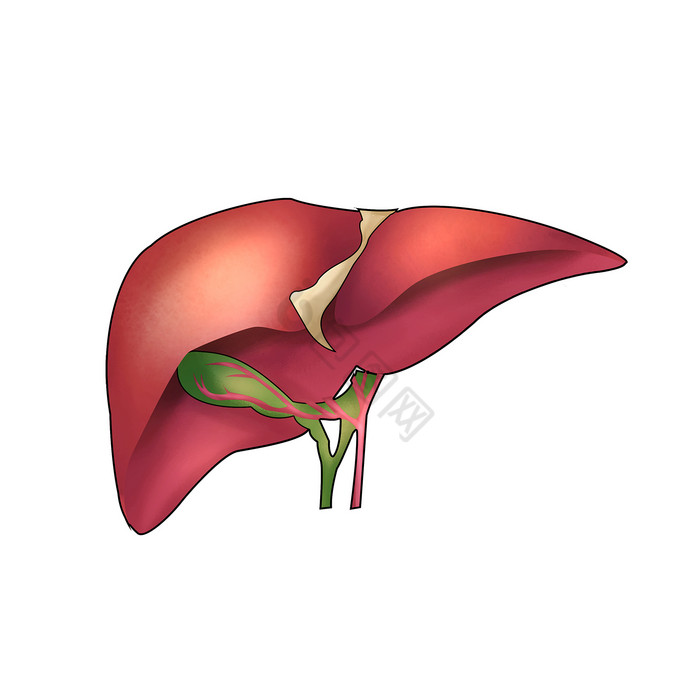 内脏肝脏人体研究图片