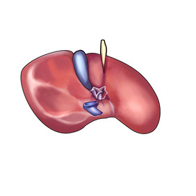 内脏肝脏人体器官