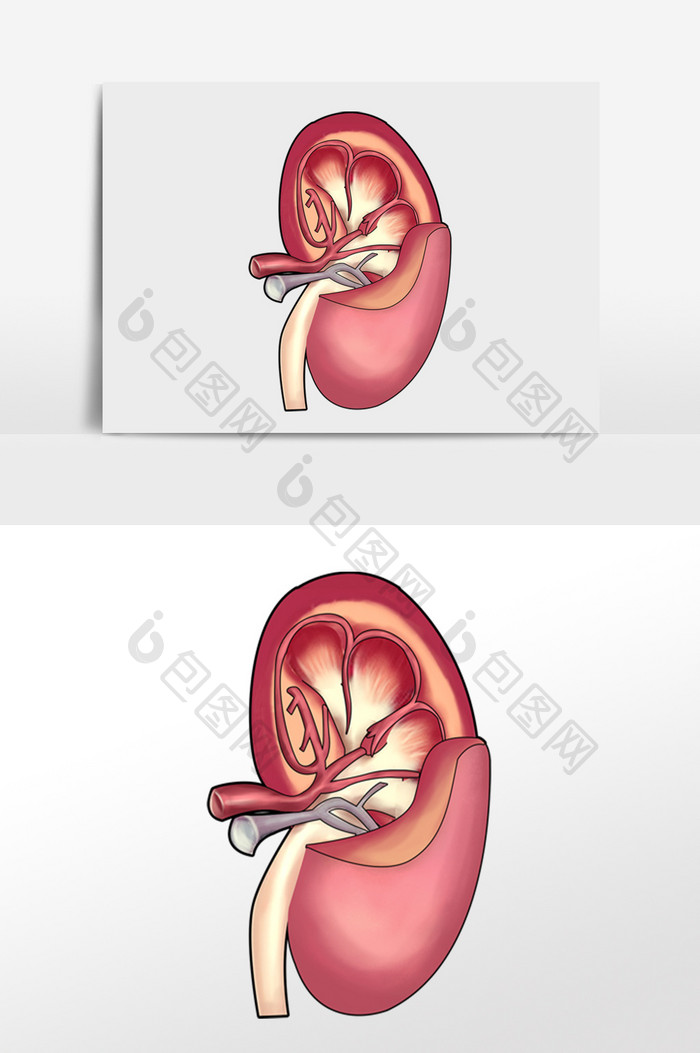 内脏肾脏人体器官
