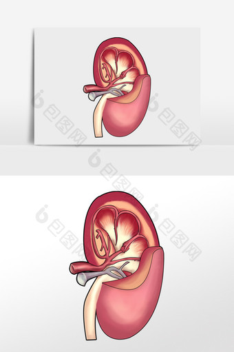 内脏肾脏人体器官图片