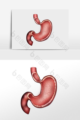内脏肠胃人体研究图片
