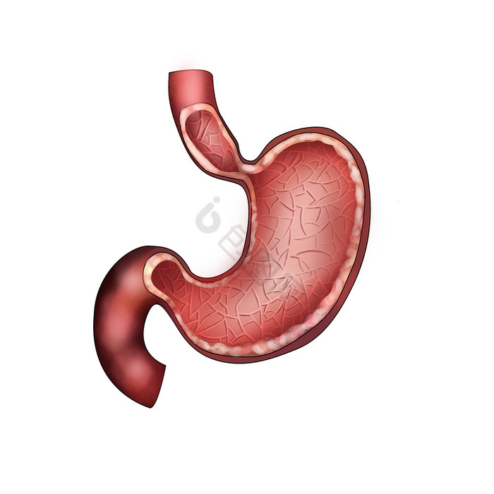 内脏肠胃人体研究图片