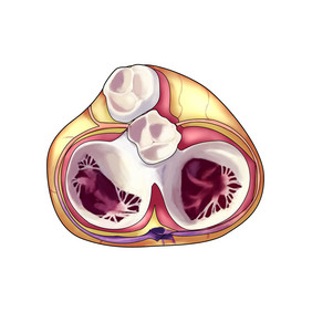 内脏心脏瓣膜器官