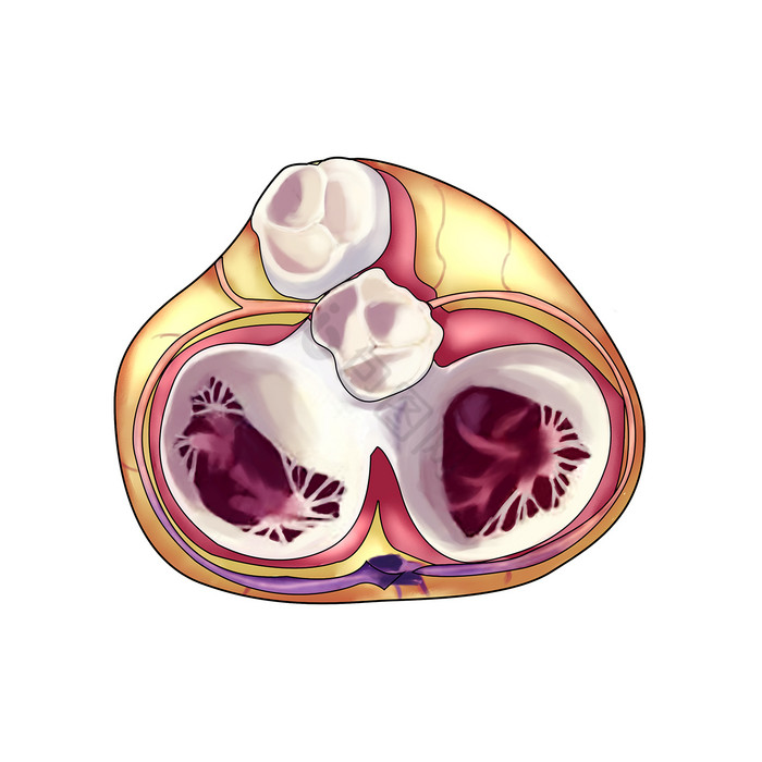 内脏心脏瓣膜器官图片