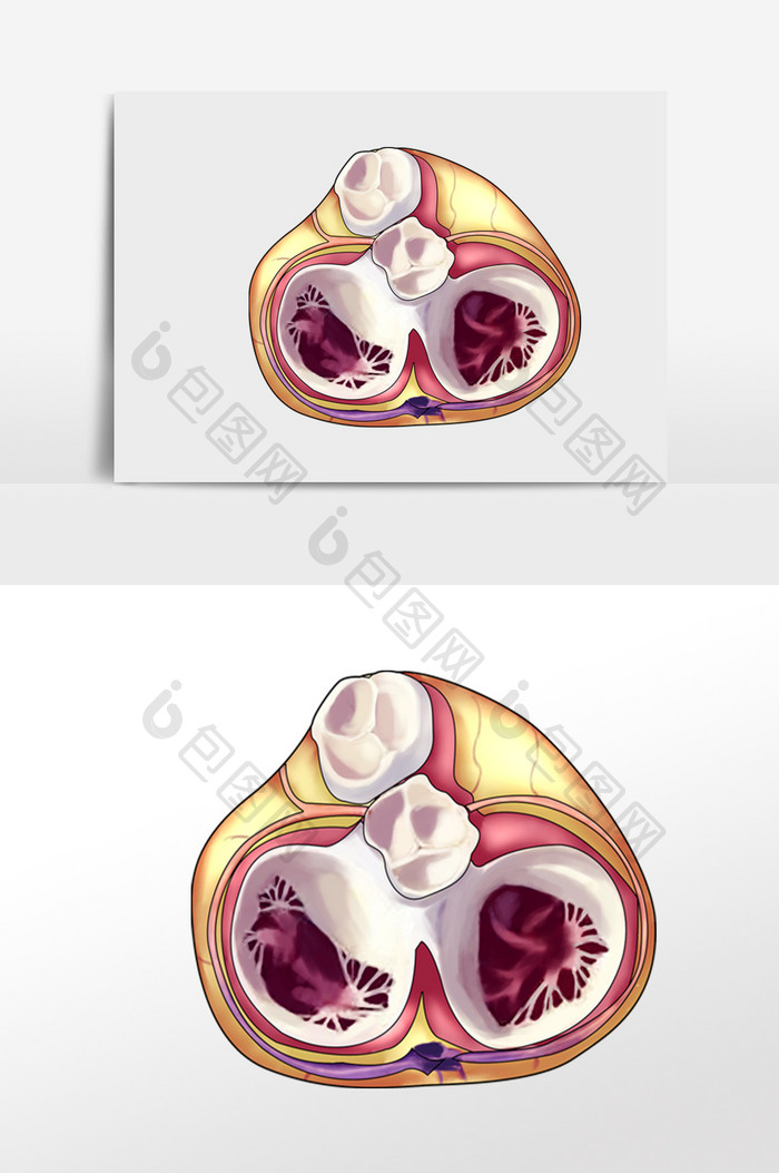 内脏心脏瓣膜器官