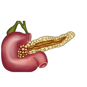 内脏器官胰腺人体研究