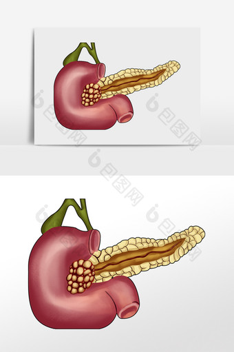 内脏器官胰腺人体研究图片