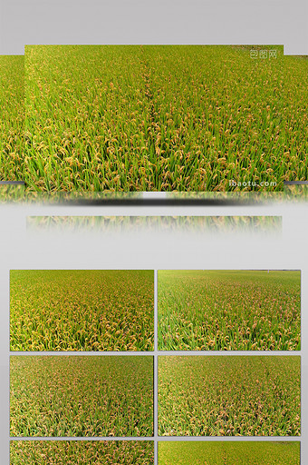 大面积成熟的稻田航拍4K图片