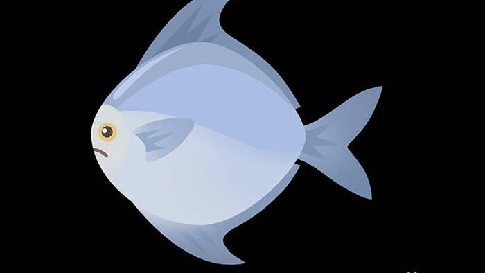 可爱清新风动物类银鲳鱼扁平风素材MG动画