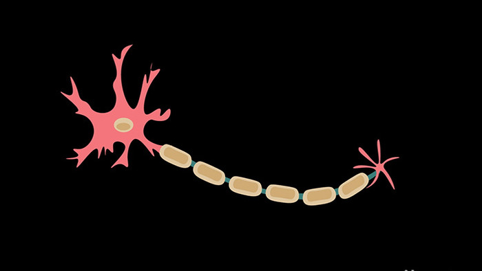 扁平风插画类医疗器材类神经细胞MG动画