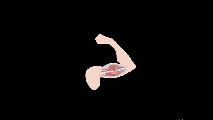 扁平画风健身身体部位类肱二头肌MG动画