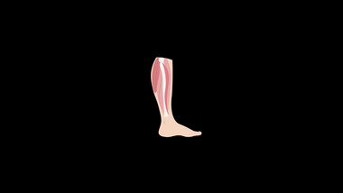 扁平画风健身身体部位类小腿肌肉MG动画