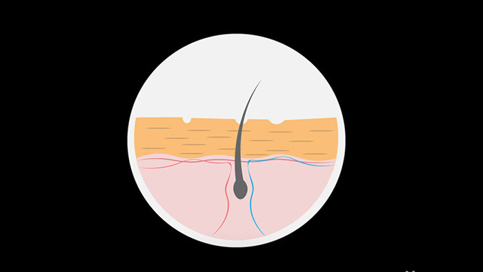 扁平风身体部位皮肤剖面小动效MG动画