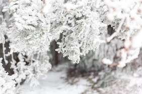 冬季树枝上的积雪