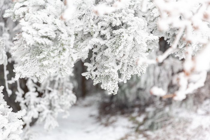 冬季树枝上的积雪图片