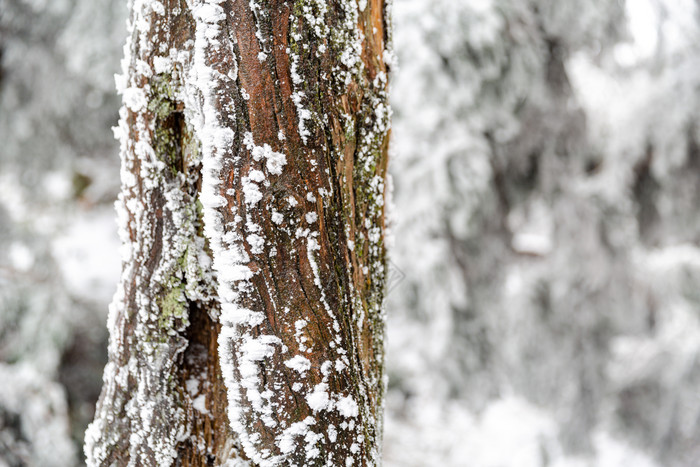 冬天树干上的积雪图片