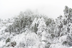 冬天下雪的森林迷雾森林