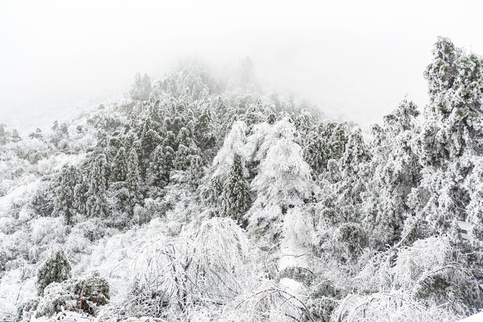 冬天下雪的森林迷雾森林图片