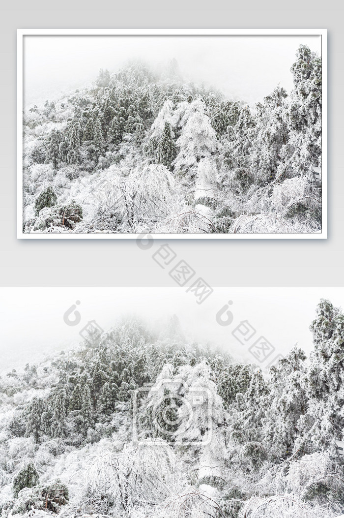 冬天下雪的森林迷雾森林图片图片