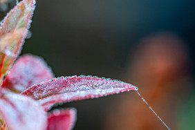 霜降节气植物上的雪花