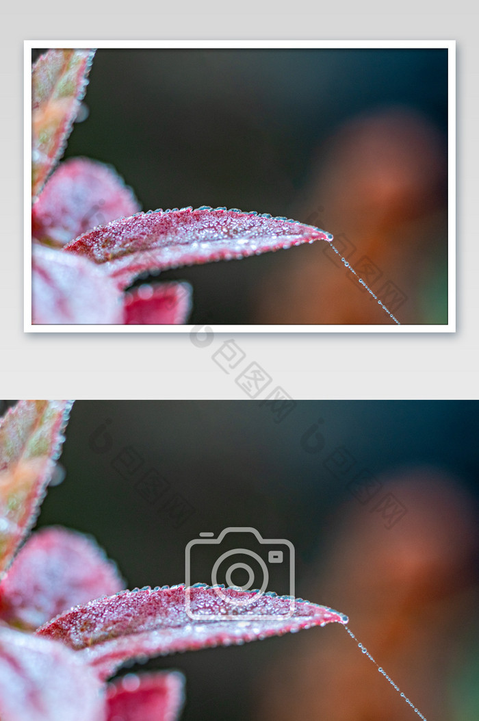 霜降节气植物上的雪花图片图片