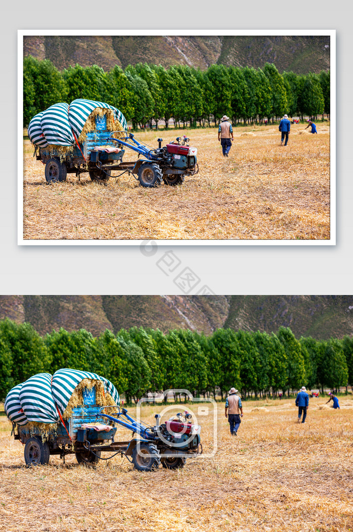 田野里丰收收割的农民图片图片