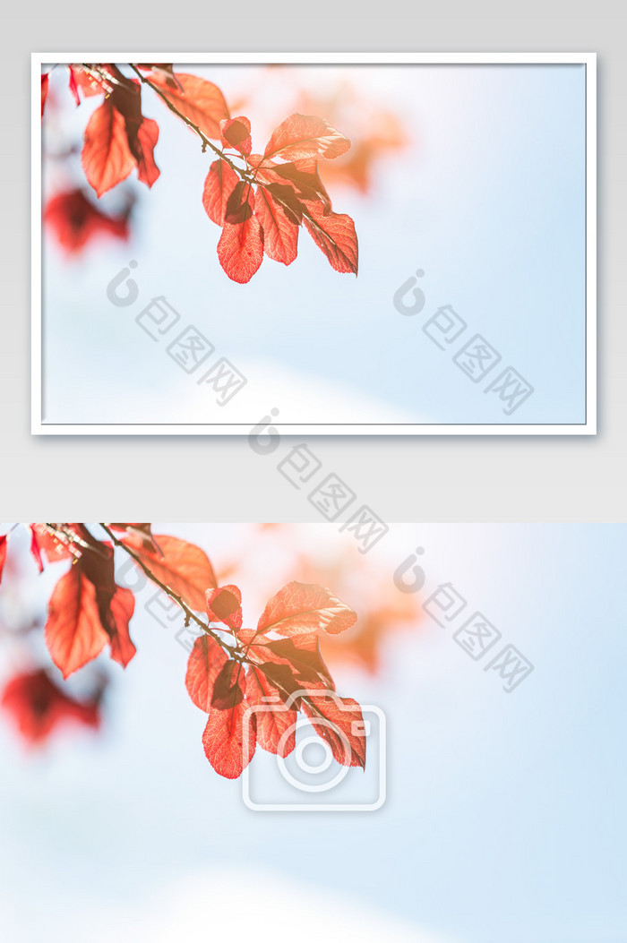 逆光下的秋季红叶图片图片