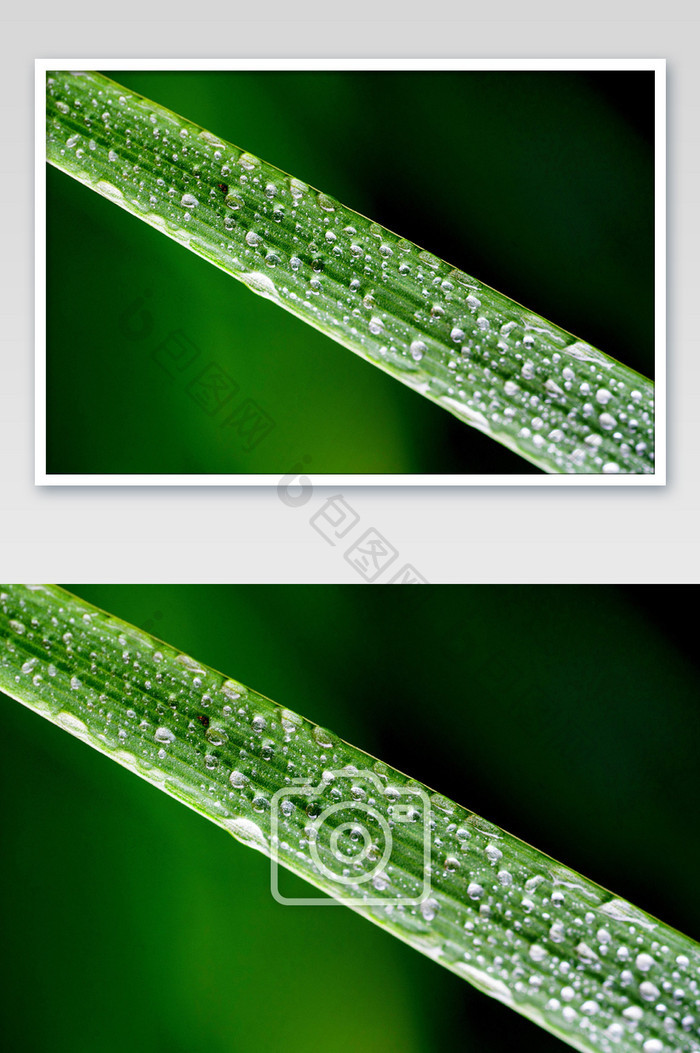 绿叶上的露水水珠摄影图