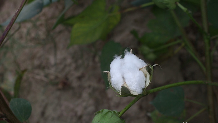 秋季清新棉花开花全高清视频展示