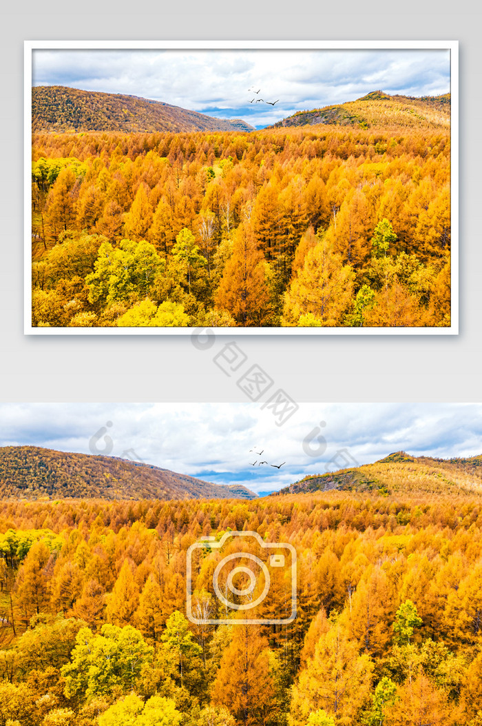 白桦林森林公园秋色图片图片