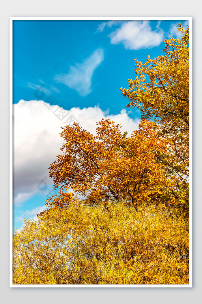 金色秋天深秋蓝天白云秋天的植物图片图片
