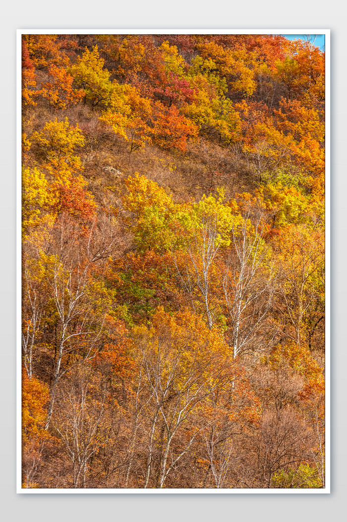 深秋十月秋天里五彩斑斓的树木植物图片图片