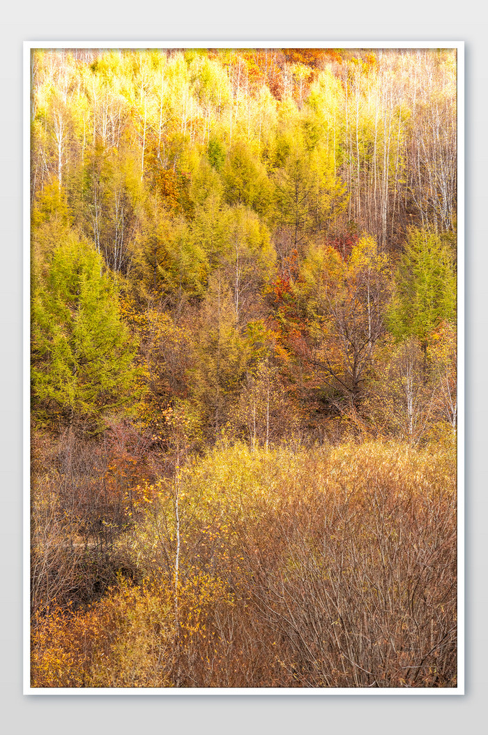 十月深秋五彩斑斓的植物树木