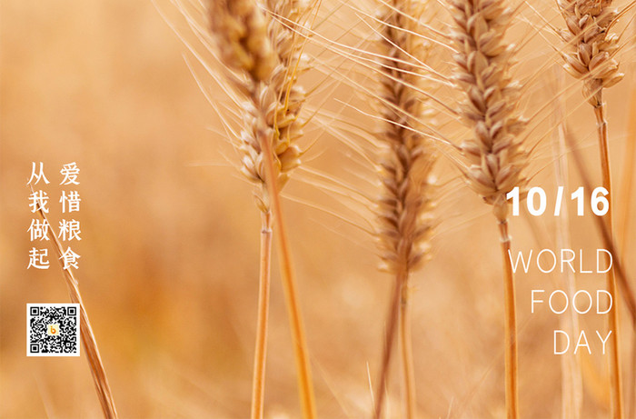 简约大气小麦摄影图节约粮食世界粮食日海报
