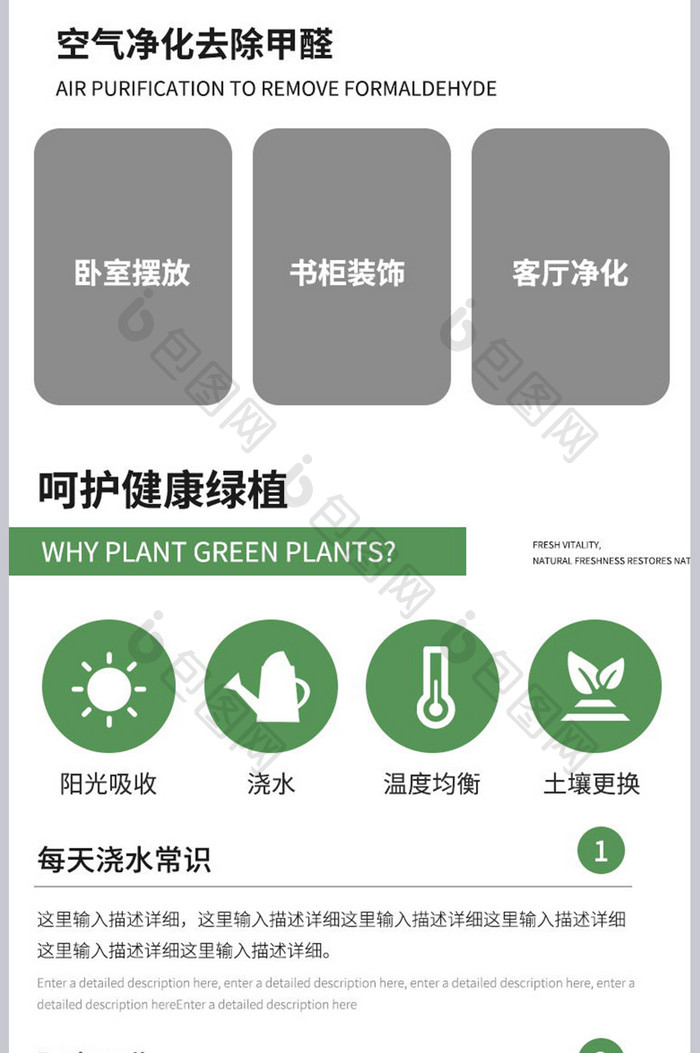 室内净化空气绿萝绿植装饰美化去甲醛植物