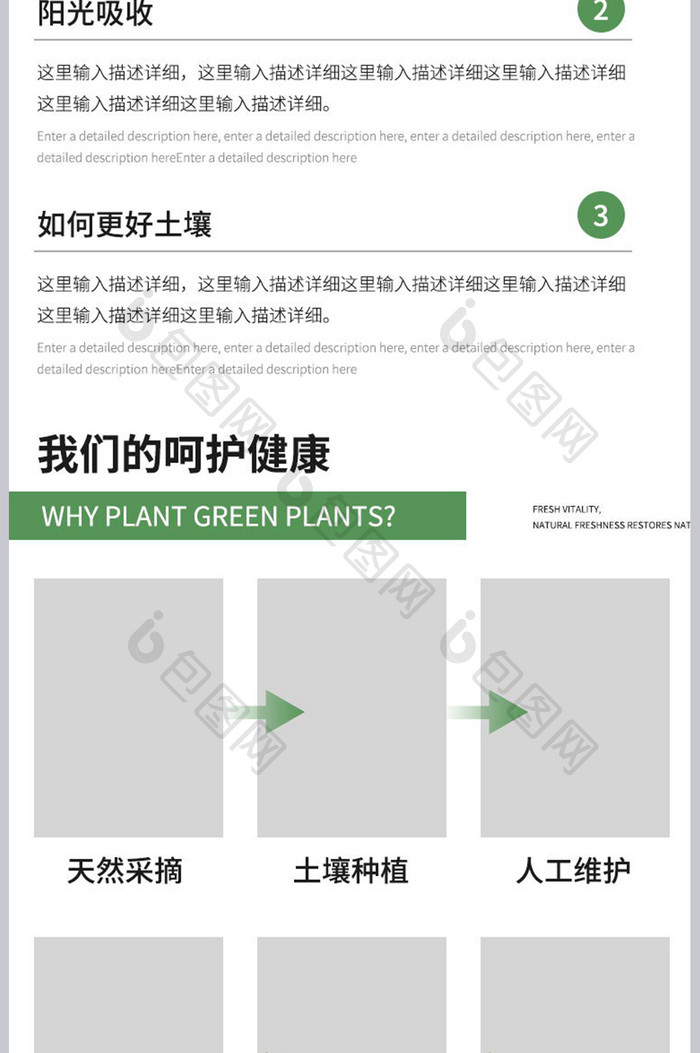 室内净化空气绿萝绿植装饰美化去甲醛植物