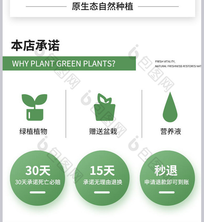 室内净化空气绿萝绿植装饰美化去甲醛植物