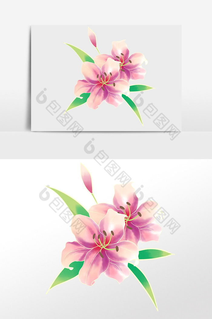 百合花花朵盛开图片图片