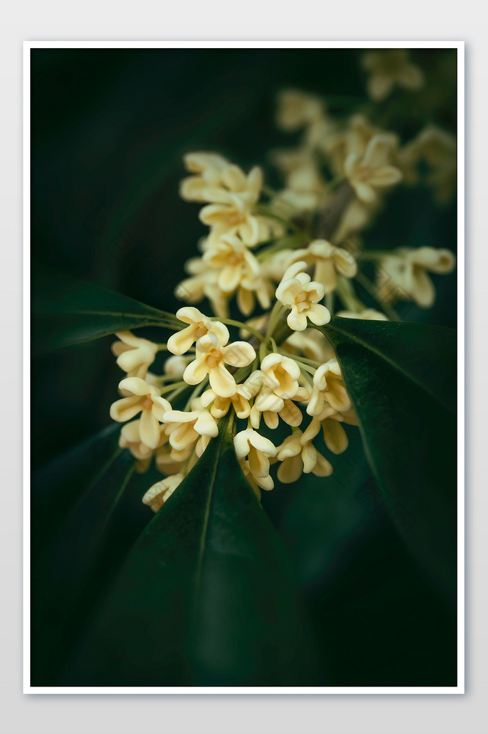 桂花花朵特写暗调