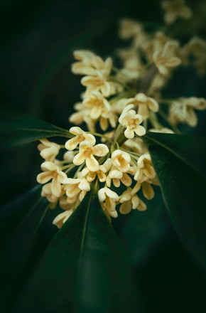 桂花花朵特写暗调图片