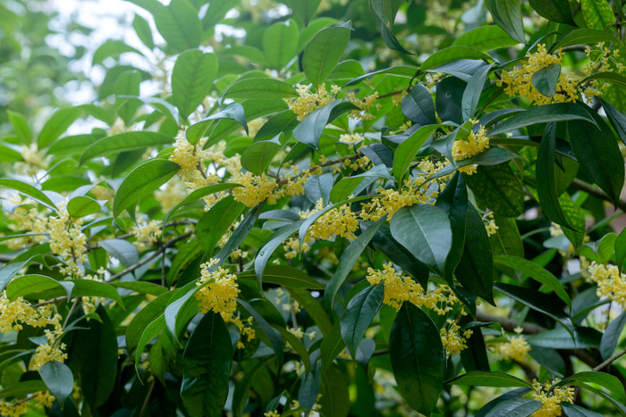 桂花树桂花朵密集图片